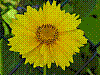 flora166.jpg
