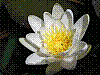 flora167.jpg