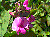 flora168.jpg