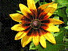 flora169.jpg