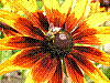 flora17.jpg