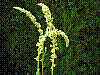 flora170.jpg