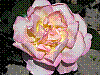flora171.jpg