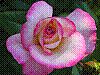 flora172.jpg