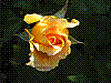 flora173.jpg