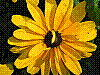 flora174.jpg