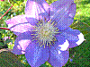 flora175.jpg