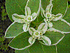 flora176.jpg