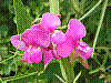 flora177.jpg