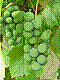 flora178.jpg