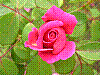 flora179.jpg