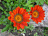 flora18.jpg