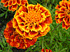 flora180.jpg