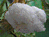 flora181.jpg