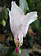 flora182.jpg