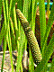 flora183.jpg