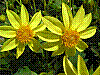flora185.jpg