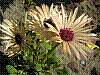 flora186.jpg