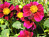 flora187.jpg