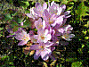 flora188.jpg