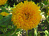 flora189.jpg