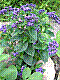 flora19.jpg