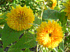 flora190.jpg