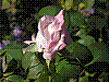 flora191.jpg