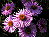 flora192.jpg