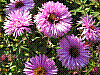 flora193.jpg