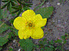 flora194.jpg