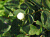 flora195.jpg