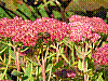 flora196.jpg