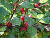 flora197.jpg