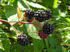 flora198.jpg