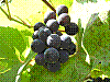 flora199.jpg