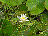 flora2.jpg