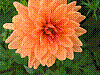 flora20.jpg