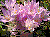 flora200.jpg
