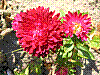 flora202.jpg