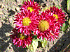 flora203.jpg