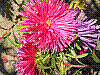 flora204.jpg