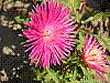 flora205.jpg