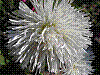 flora206.jpg