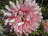 flora207.jpg