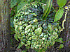 flora208.jpg