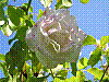 flora209.jpg