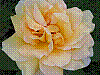 flora21.jpg