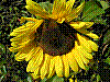 flora210.jpg