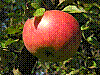 flora211.jpg